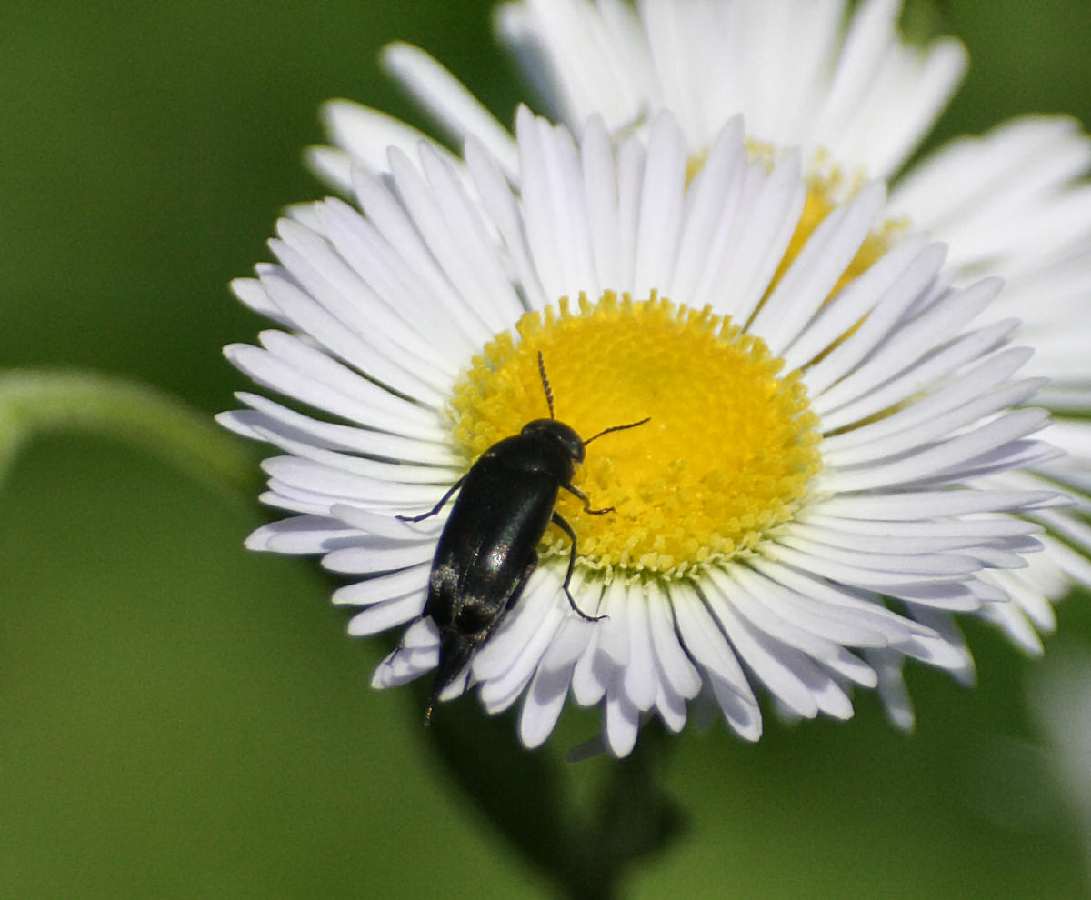 Mordella sp. ?